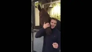 Tom Scudamore Horses To Follow
