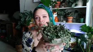 Houseplant Haul July '20