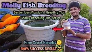 Molly Fish Breeding in Tamil | தமிழ் | Wonder Aqua Garden