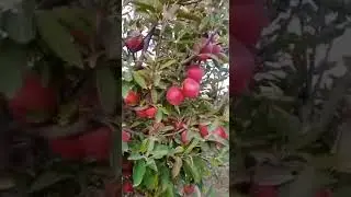 Apple tree in balochistan 🔥🥰