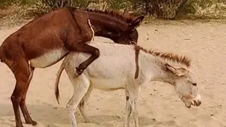 Xxx videos and #world animals donkey mating