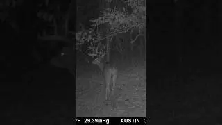 Trophy buck alert! #whitetailbuck #trophybuck #tactacam #tactacamreveal #bigbucks #archery #trailcam