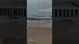 #birds #ocean #freedom