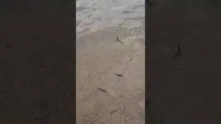 A loach Fish In The Pool