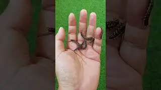 Millipede Crawls Out of Hand! 😱#Shorts #Millipede #CreepyCrawlies #WeirdMoments #Unbelievable