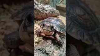 A Tiny Turtle Moving Slowly: The Beauty of Patience in Nature