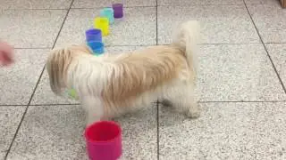 Super cute dog trick, stacking cups, clever smart dog Betty Wilson