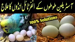 Budgies Infertile Eggs Causes And Treatment | Imunotone Plus Vitamin E And C Selenium Uses