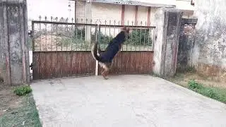 German Shepherd barking #shorts #shortvideo #doglover