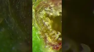 Bladder Gall Mites