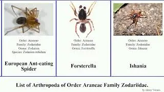 List of Arthropoda of Order Araneae Family Zodariidae. acanthinozodium asceua spider curva Erev