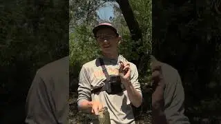 Как ловить молодь зоба GLF в ручьях!
