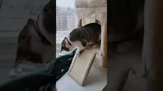 Window seat #cattower #cats #catsofyoutube #catwindow