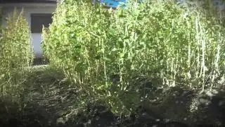 Growing Quinoa in Italy: project 