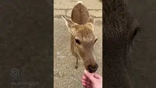 Cutest Deer in Nara Park, Japan! #Shorts #japantravel #thingstodoinjapan