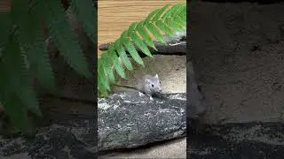 CAT TV 🐭 Peekaboo Mouse  #animals #cattv #miceforcats #rat #hamster #pets #cute #mouse #nature