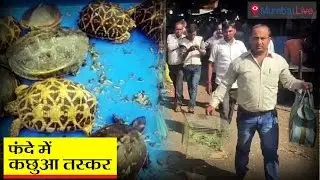 Tortoise Smuggling
