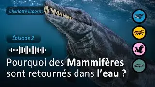 L'Histoire de l'&eacute;volution des C&eacute;tac&eacute;s (Baleines, Dauphins, Orques..) (Charlotte Esposito) S3E60