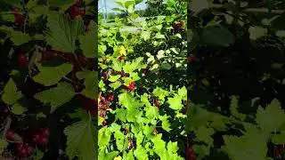 Mesmerizing Zoom Into a Red Currant Bush ❤️ - HAMK Lepaa Garden