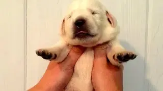 Taylor's English Labrador Retriever Puppies Biosensor Training