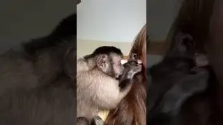 ASMR Monkey Ear Picking #monkey #asmr #grooming #human #babymonkey