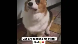 Dog cry because his owner died😭💔 #shorts #short #shortvideo #tiktok #viral #sad #love