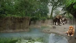 Zoo White Noise Rain Sound
