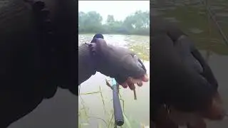 TENAGA IKAN BELANAK BABON #mancing #fishing #ikan #mancingmania #angler #shorts #short
