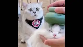 Envious face for head massage | Cat Funny Video 2022