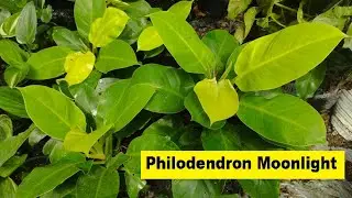 Philodendron Moonlight Ornamental Plant - Plants Lover - Ornamental Plants Low Price