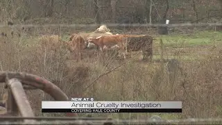 Animal cruelty investigation