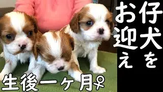 【子犬】痛い目を見るのは成長した証と実感するキャバリア犬