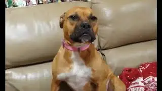 Funny Guilty Dogs | Ultimate Guilty Dogs Video Compilation 2022 | Guilty Dog Compilation #guiltydog