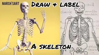 How to draw and label the human skeleton