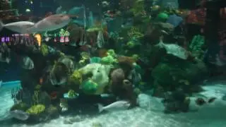 Silverton Hotel Aquarium Las Vegas