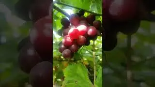 #grapefarm
