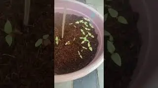 Celosia seeds growing🥰🌱