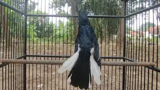 pancing BURUNG kacer GACOR ngeplong KONSLET Tarung ini Paling Ampuh buat PANCINGAN KACER agar EMOSI