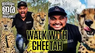 EP #26🇿🇲പുലികളുടെ കൂടെ ഒരു ദിവസം |Walk with CHEETAH|🔥🐆 | ചിന്തിക്കാൻ പറ്റാത്ത അനുഭവം | ZAMBIA |