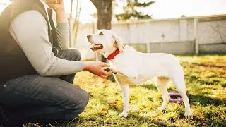 How to Teach a Bloodhound to Stay on a Scent Trail