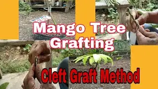 Mango Tree Grafting (Cleft Graft Method) Bert DC