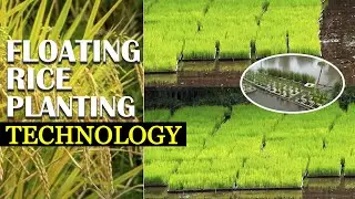 Amazing Technology in Agriculture - Floating Rice Planting Technology | Floating Rice Farm