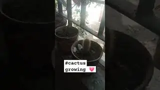 #subscribe #new #yt #harvesting #lil cactus 🌵#cactus mania