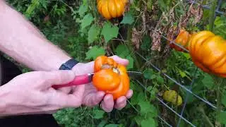 Orange Accordion Heirloom Tomato Taste Test from Baker Creek Seeds