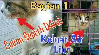 Menemukan kucing sakit | cara mengobati kucing sakit mengeluarkan air liur ngeces