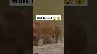 wait for end🤯😱 respect status  #respect #shorts #wildlife #animals #lionking  #waitforend