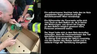 Wiener Berufsfeuerwehr rettete entwischten Nymphensittich