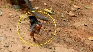 Weak baby Alba hard follow mom, Alba tries to run behind mom cos Anna didn&rsquo;t wait for Alba