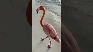 FLAMINGO ISLAND AND ENTITLED BREEDER | Birth Ethics Philosophy