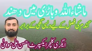Foggy days beneficial for wheat crop || دھند گندم کے لیے بہترین || Agriculture wisdom Ahsan Ali Musa